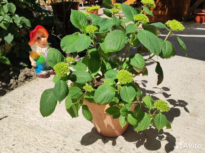 Гортензия крупнолистная