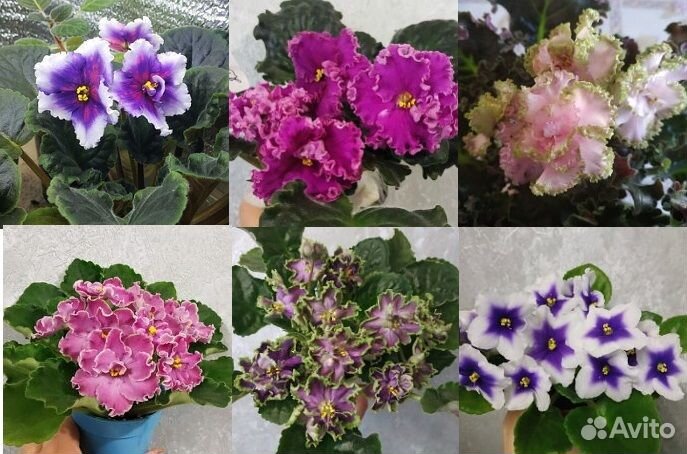 Сортовые фиалки