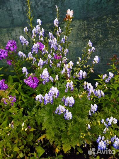 Многолетники