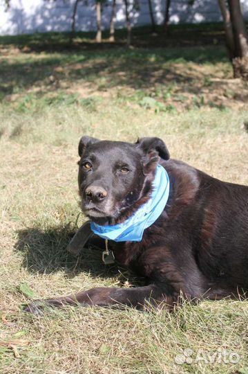 Пёс Кит в добрые руки