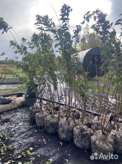 Клен гиннала