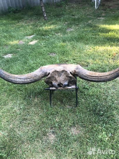 Рога древнего буйвола