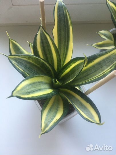 Сансевиерия сортовая