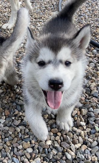 Щенки сибирской хаски 3 девочки 1 мальчик