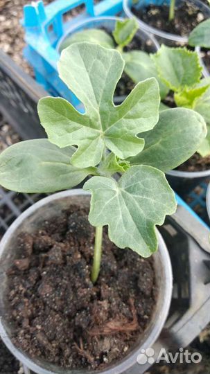 Рассада арбузов