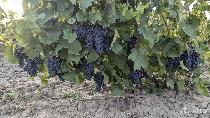 Саженцы винограда