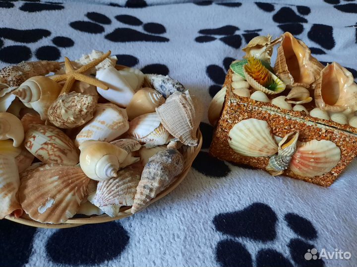 Морские ракушки разные