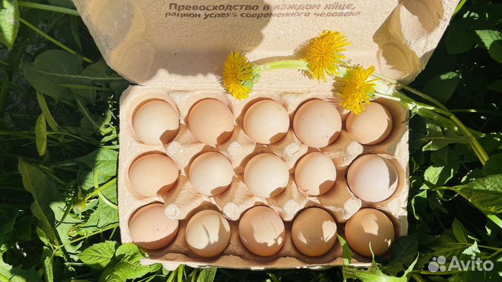 Яйца цесарки домашние