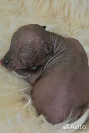 Мексиканская голая миниатюра