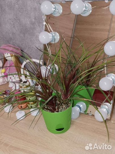 Тилландсия Анита