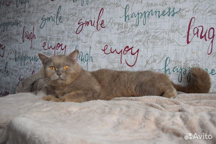 Кот ищет дом