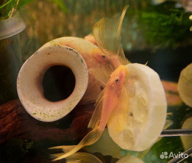 Анциструс:Стрекоза-вуаль,Альбино,Золотистые