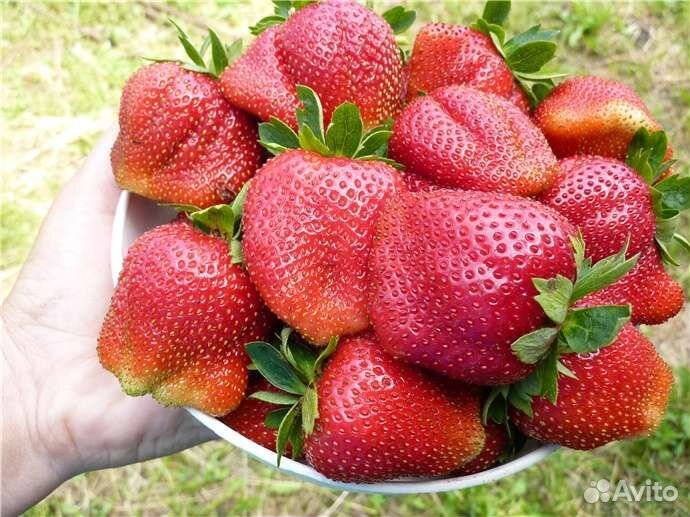 Клубника(рассада) окс