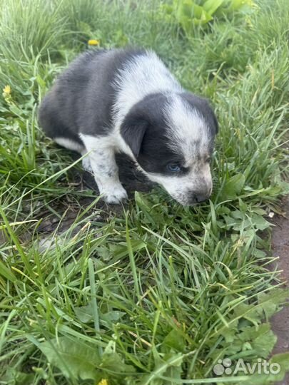 Щенки бесплатно мать хаски отец под )