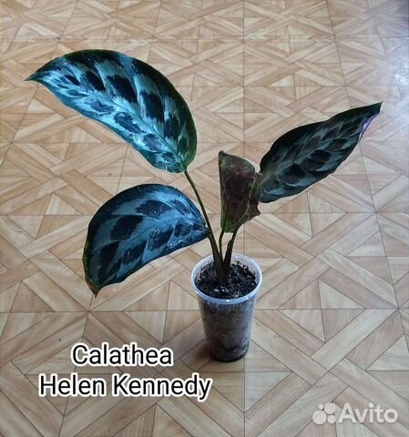 Калатея Хелен Кеннеди / Calathea Helen Kennedy