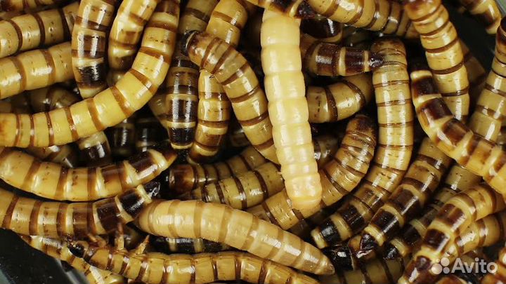 Зофобус,зофобас,мучной червь,мадагаскарский тар