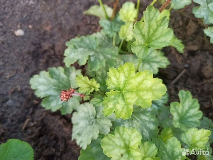 Гейхеры, арабис многолетний, седум Черри Траффл