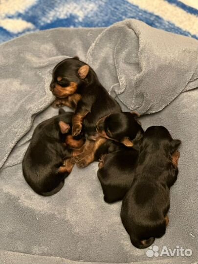 Вязка йоркширский терьер