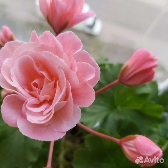 Пеларгония Леона Галактика