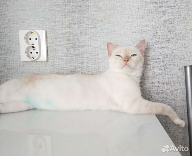 Тайская кошка