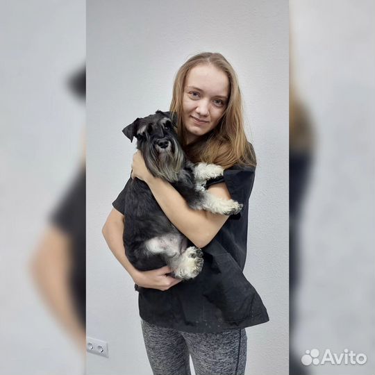 Груминг собак и кошек, тримминг, экспресс линька