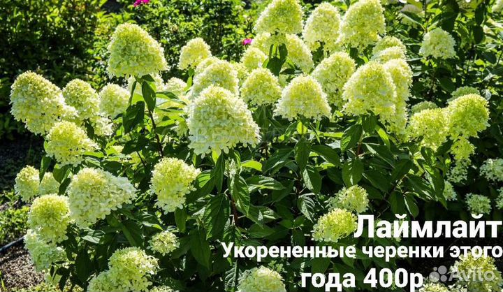 Гортензия