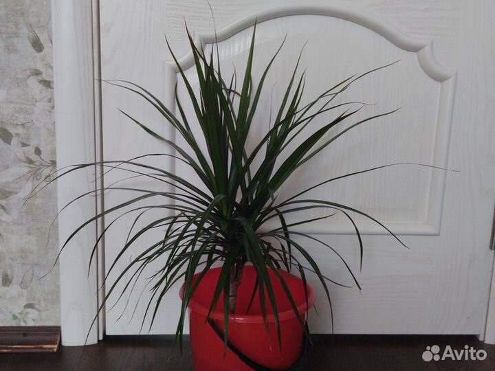 Пальма драцена