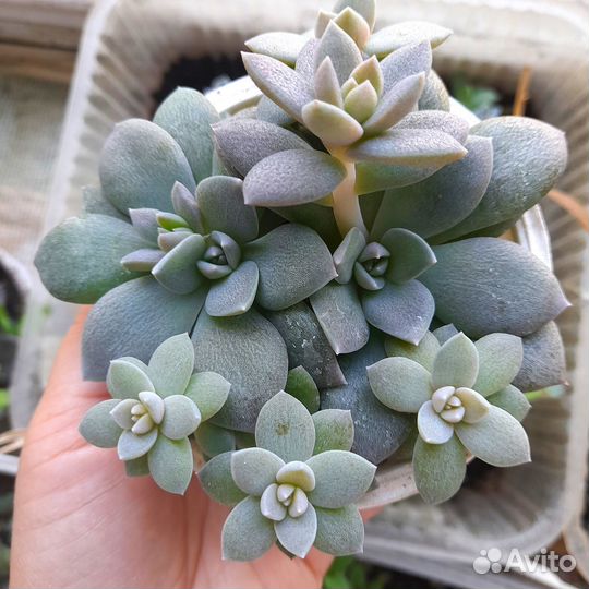 Композиция с эчивериями