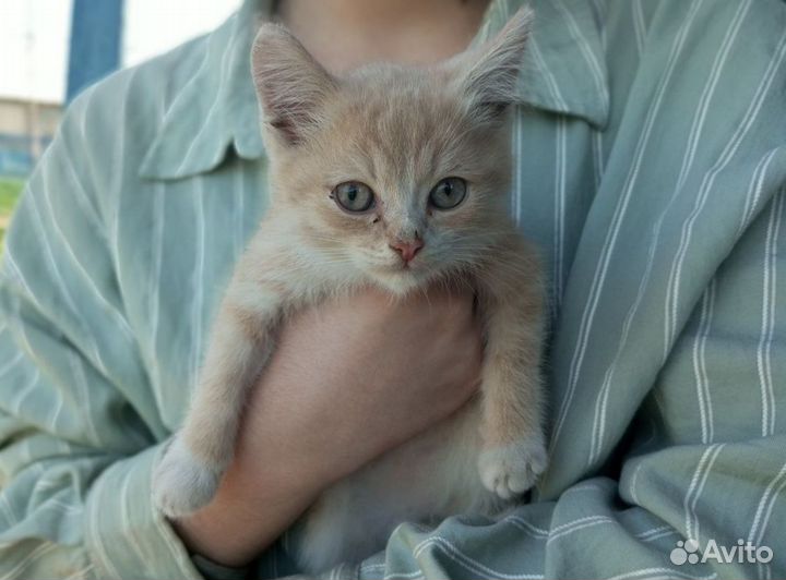 Рыжий котенок (девочка)