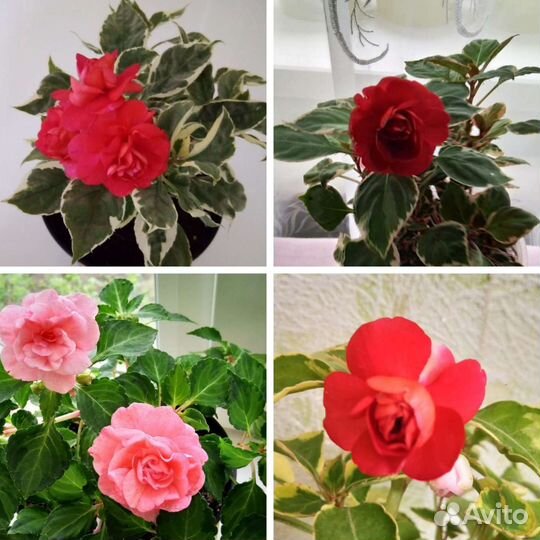 Вариегатные бальзамины