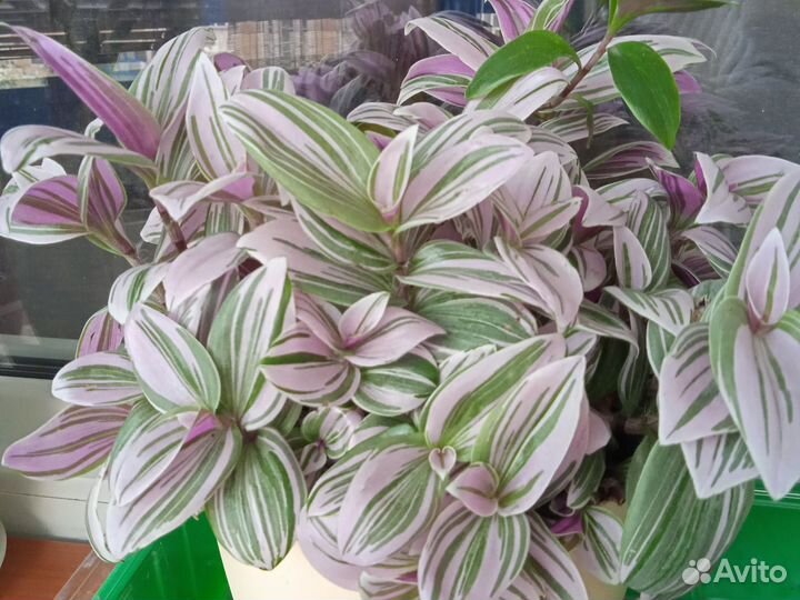 Комнатные растения