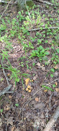 За лисичками в Калужскую область