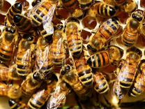 Пчелы, пчелосемьи, отводки