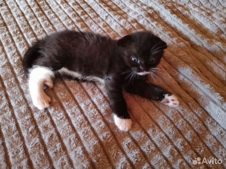 Британские котята