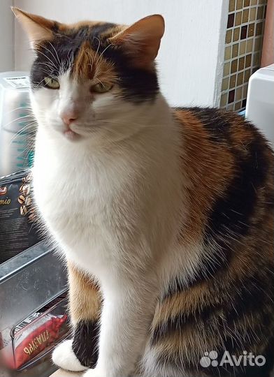 Трехцветная кошка Ника, 4 года, привита, стерильна