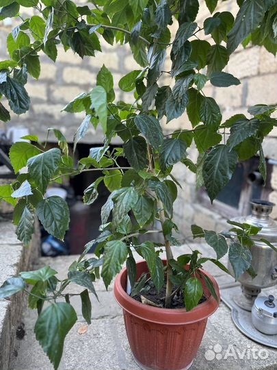 Гибискус китайская роза