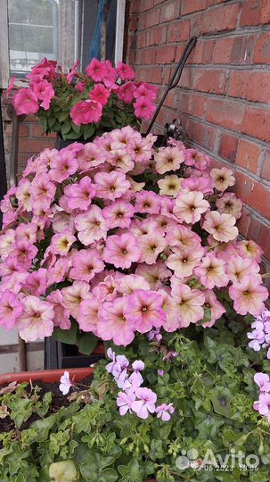 Петуния ампельная