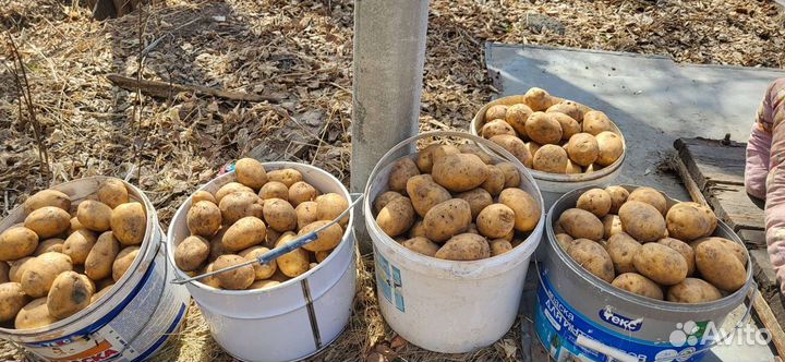 Картофель едовой