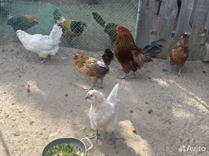 Куры амераукана вывод прошлое лето