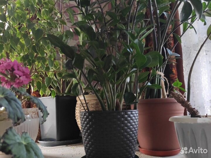 Замиокулькас