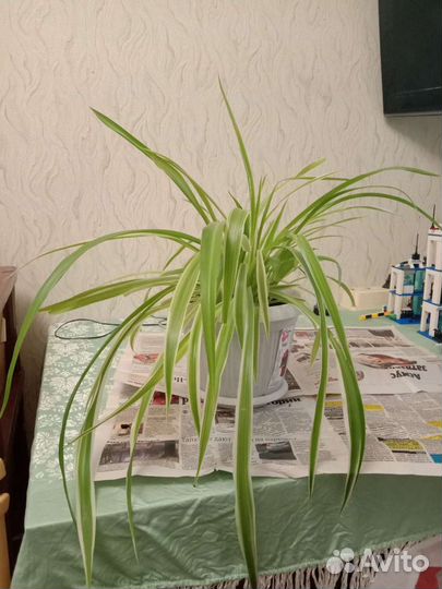 Хлорофитум