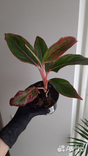 Аглаонема Крит