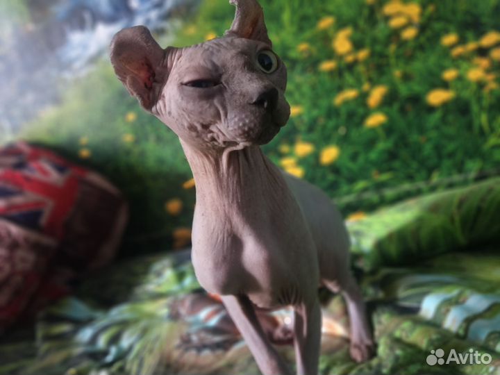 Канадский сфинкс эльф