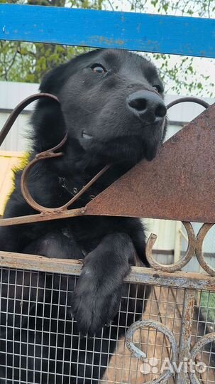 Отдам в добрые руки собаку