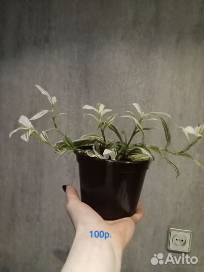 Замиокулькас(долларовое дерево), традесканция