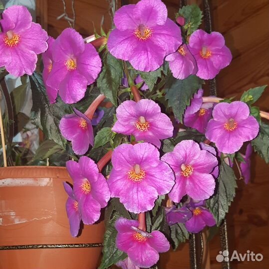 Ахименесы (ризомы)