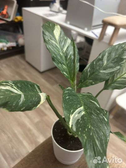 Спатифиллум даймонд