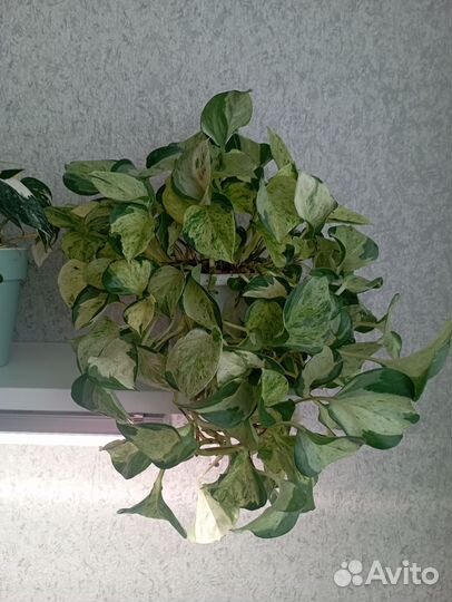 Эпипремнум