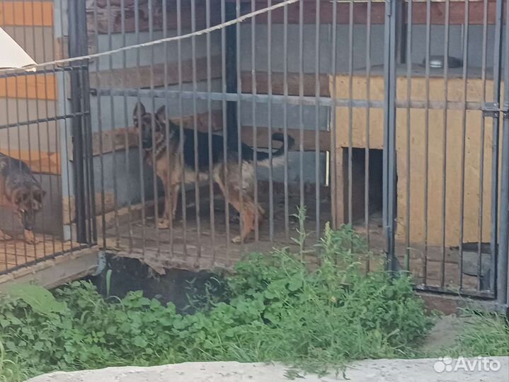 Немецкая овчарка вязка