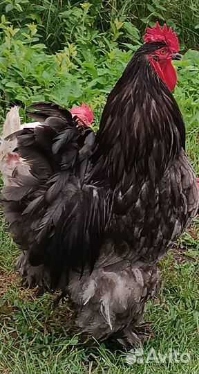 Брама петухи